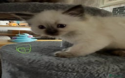 Ragdoll cats for sale: Ragdoll kittens - Image 12