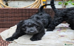 Cockapoo dogs for sale: Cockapoo Puppies - Ready now - Image 7