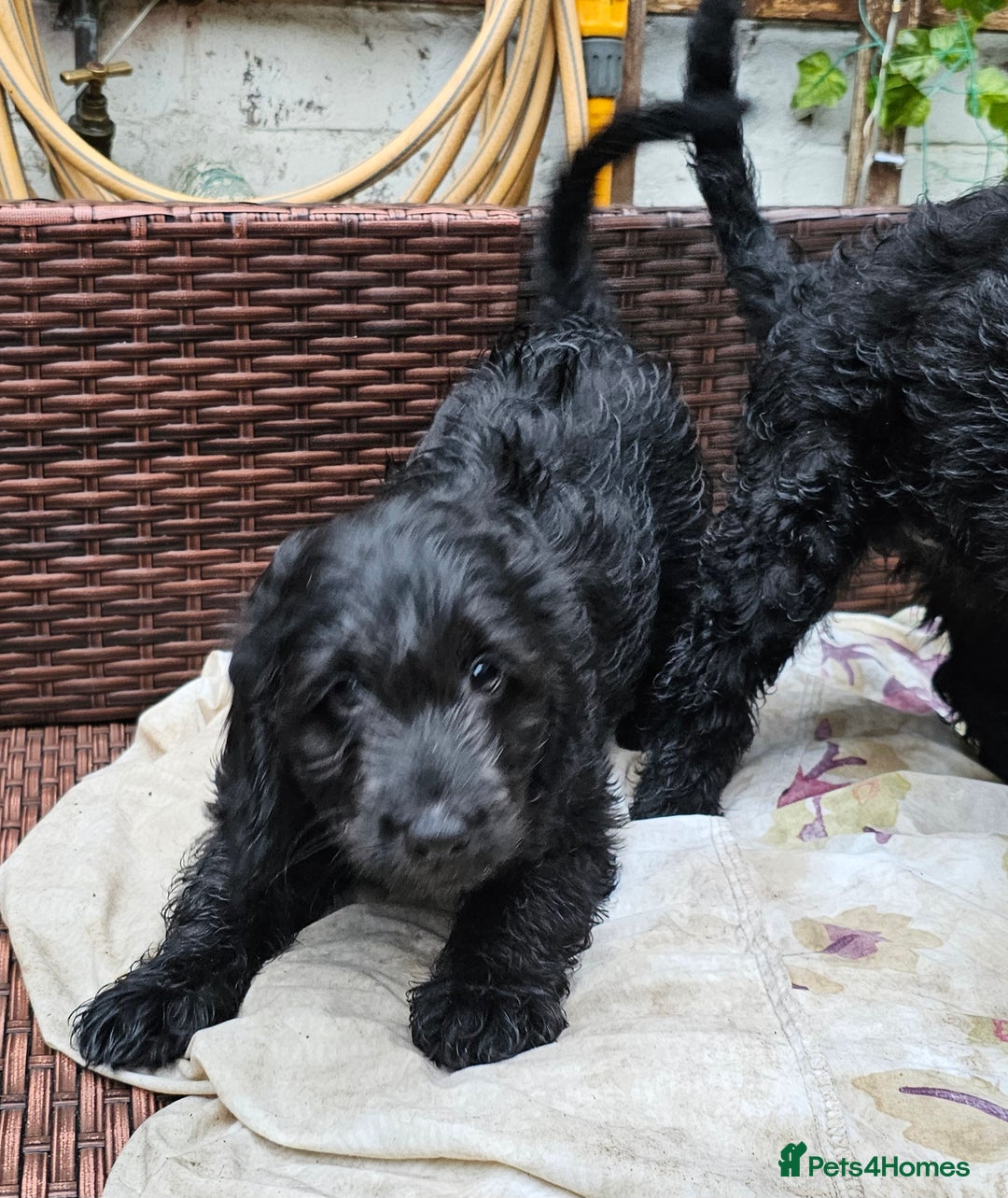 Cockapoo dogs for sale: Cockapoo Puppies - Ready now - Image 7