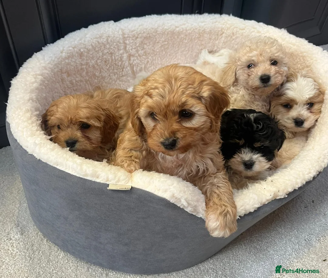 Cavapoo dogs for sale: Cavapoo puppy's  in Coventry - Advert 19