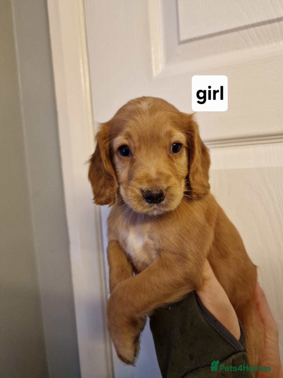 Cocker Spaniel dogs for sale: Excellent pedigree cocker spaniels  - Advert 9