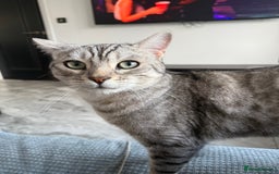 Bengal cats for sale: Silver Bengal Needs Rehoming  - Image 2