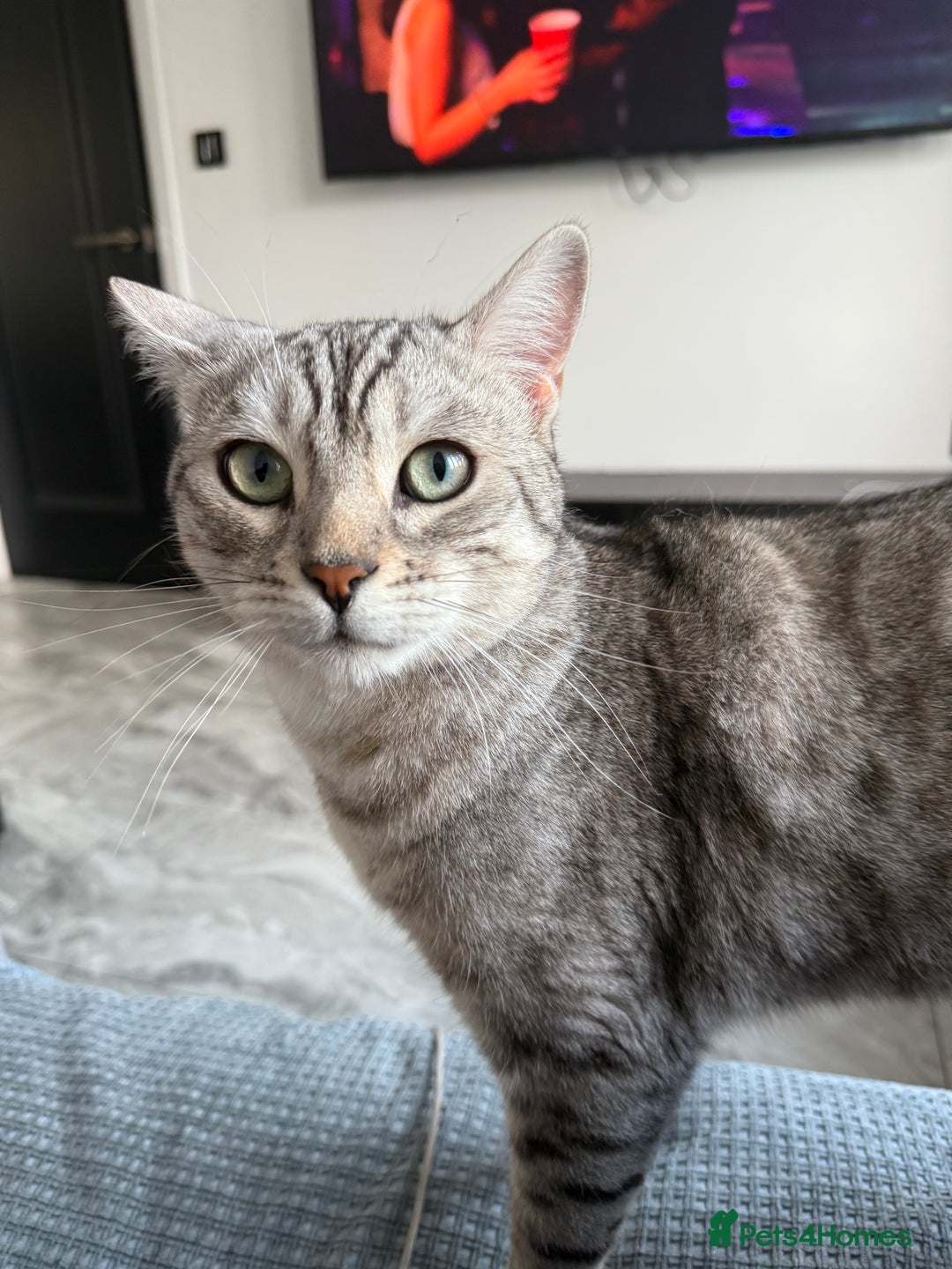 Bengal cats for sale: Silver Bengal Needs Rehoming  - Image 2