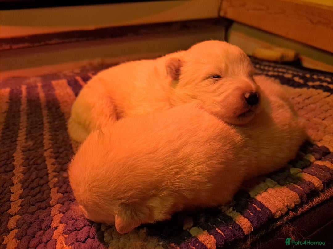 Samoyed dogs for sale: Adorable Samoyed Puppies  - Advert 5