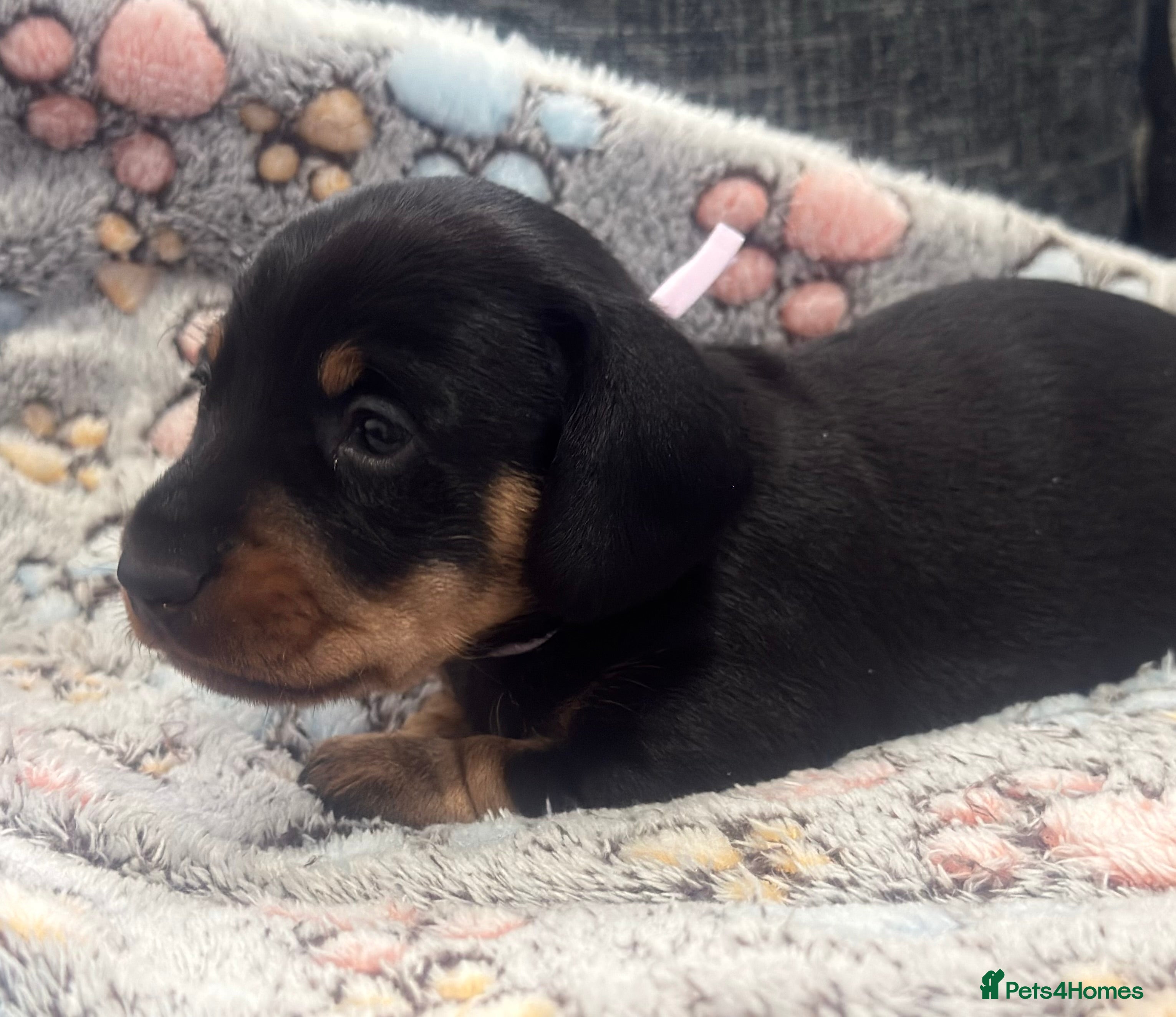 Miniature Dachshund dogs Wire haired puppies! Boys and girls - Advert 6