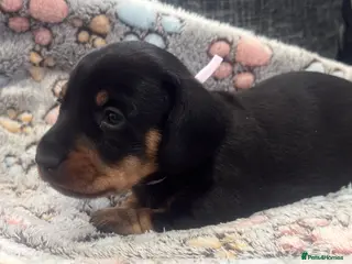 Miniature Dachshund dogs Wire haired puppies! Boys and girls - Advert 6