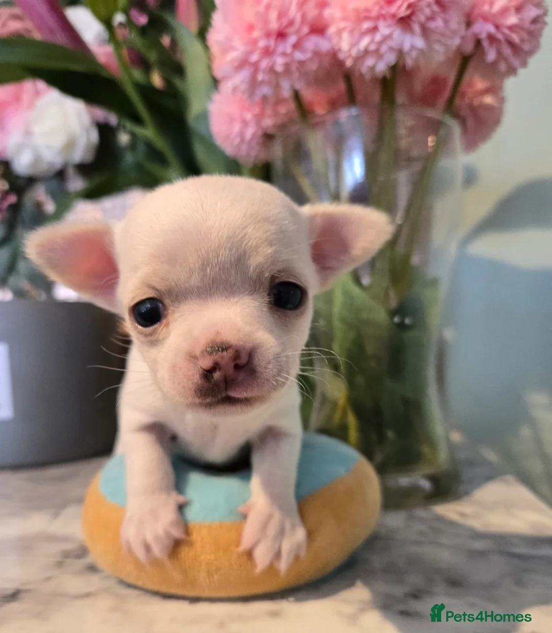 Chihuahua dogs for sale: Beautiful boy pedigree chihuahua  - Advert 2