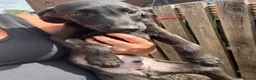 Mixed Breed dogs for sale: Bedlington whippet pups first cross READY TO GO - Advert 15