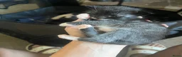 Mixed Breed cats for sale: Black and white kittens for sale  - Advert 21