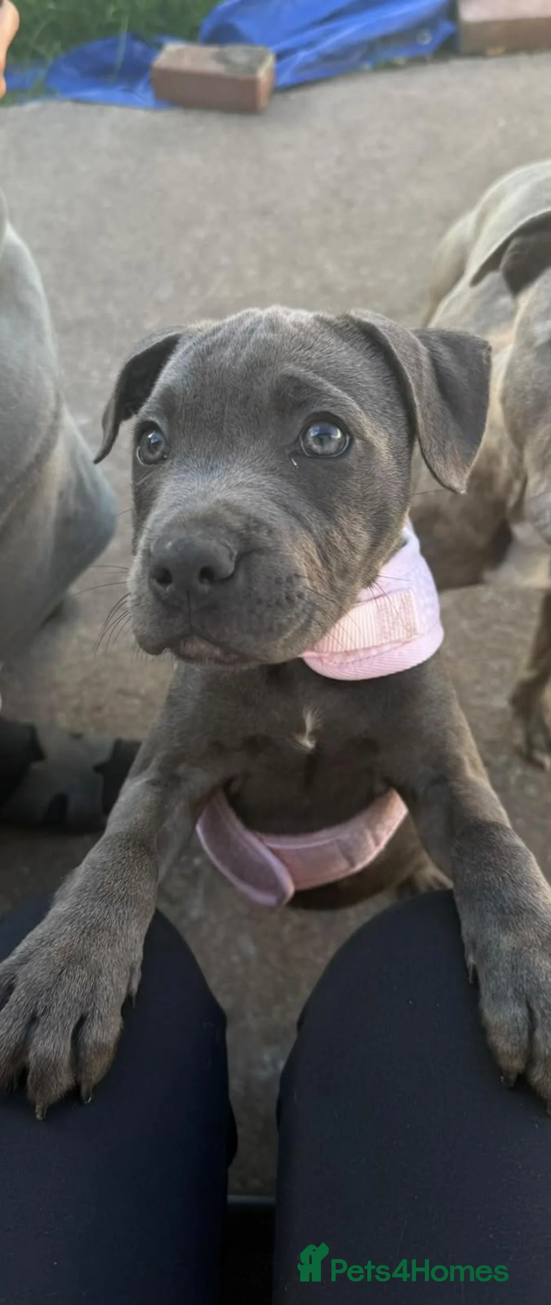 Staffordshire Bull Terrier dogs for sale: 14 week female staffy  - Advert 2