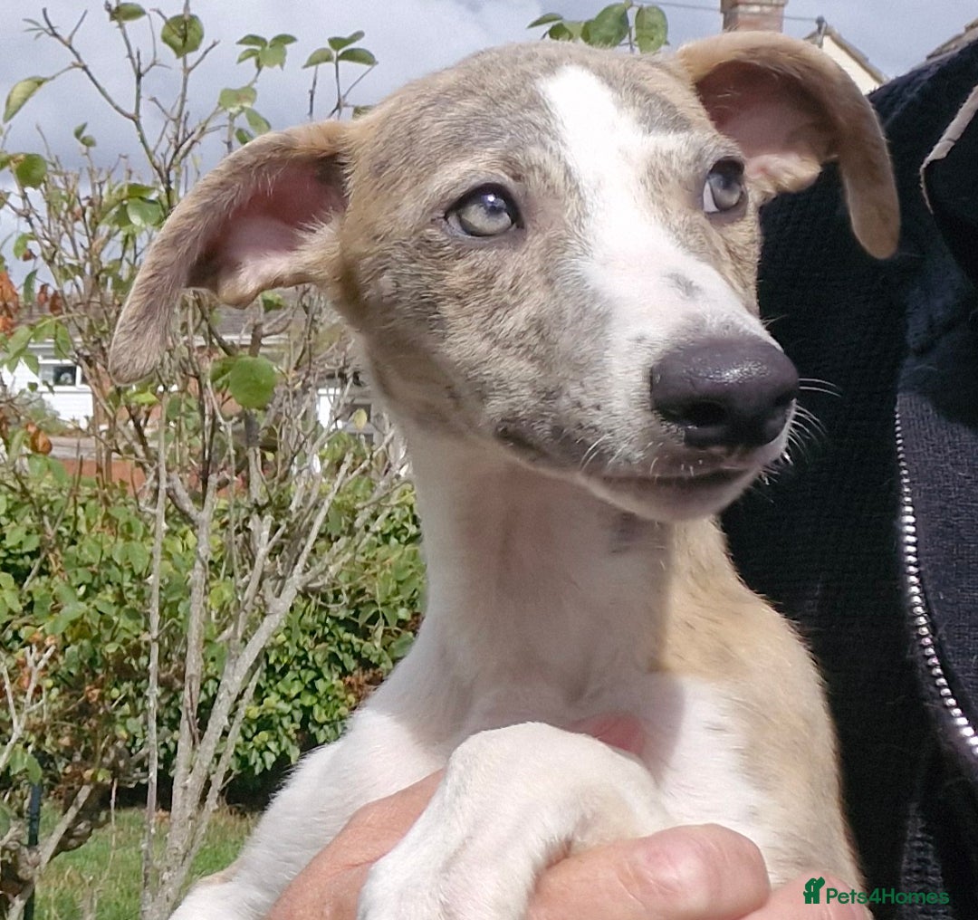 Whippet dogs for sale: Beautiful Pedigree BOY Whippet Puppy. - Image 11