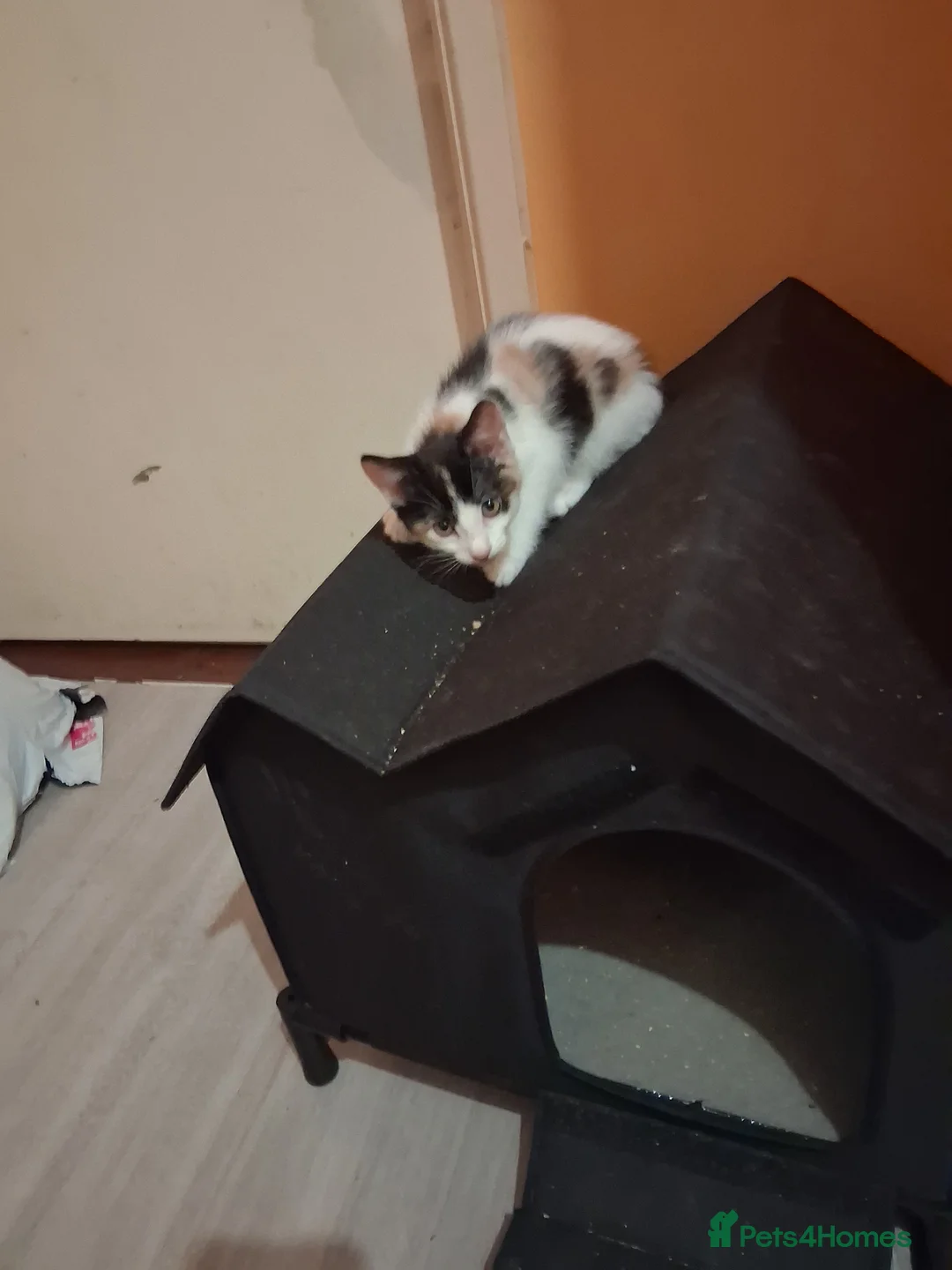 Mixed Breed cats for sale: Lovely kittens - Advert 2