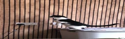 Mixed Breed cats for sale: Female cat for good home  - Advert 3