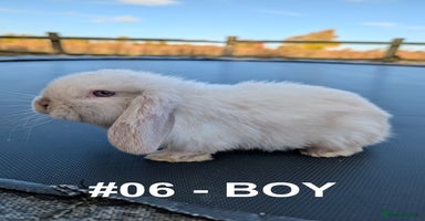 Mini Lop rabbits - Advert 13
