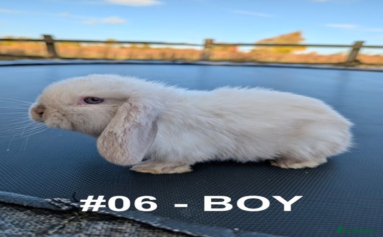 Mini Lop rabbits - Advert 8