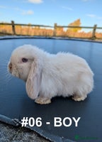 Mini Lop rabbits - Advert 13