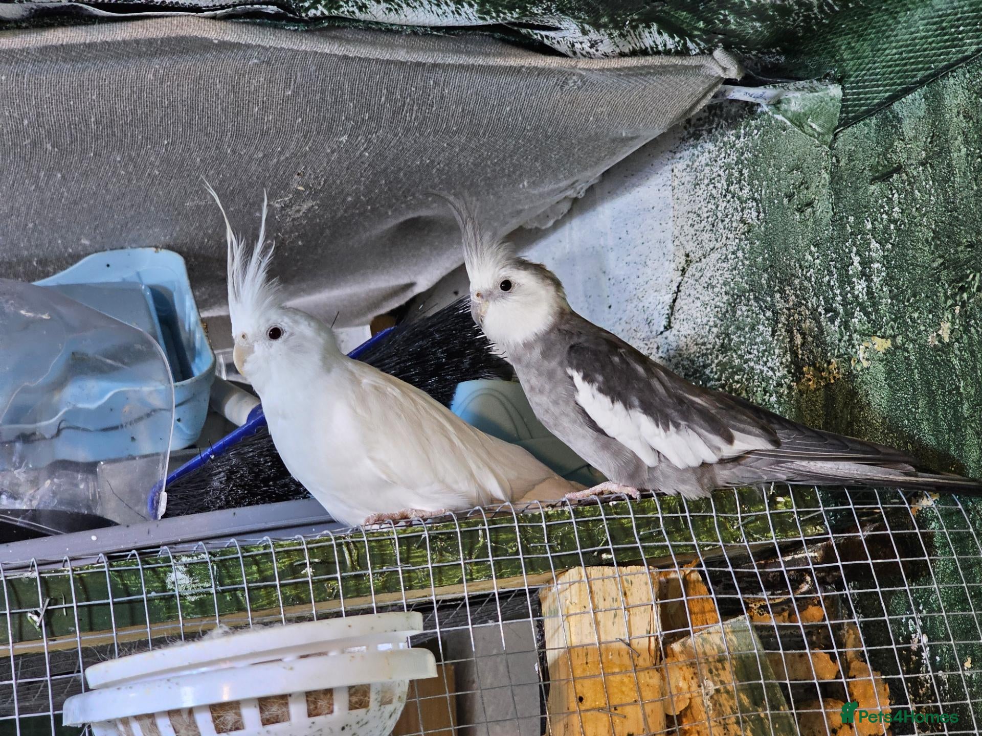 Budgerigars birds for sale: Cockatiels  - Advert 9