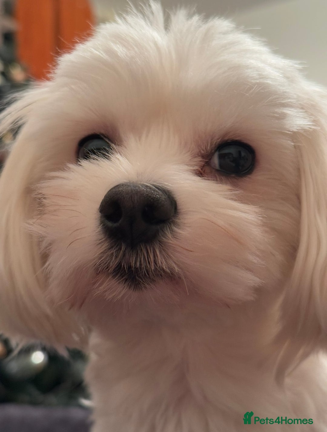 Maltese dogs for stud: MALTESE FOR STUD - FULLY HEALTH TESTED - Advert 5