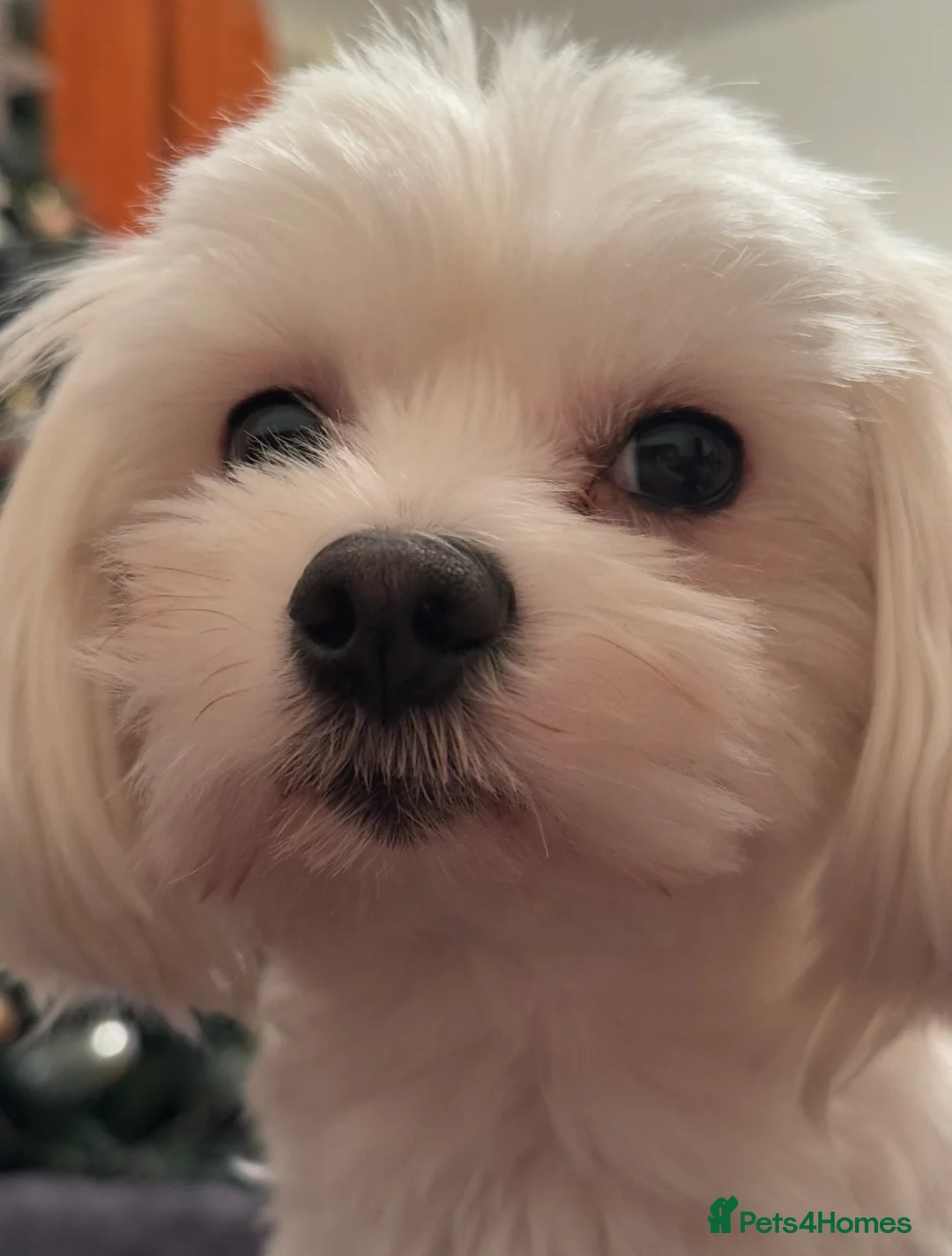 Maltese dogs for stud: KC MALTESE FOR STUD - FULLY HEALTH TESTED - Advert 5