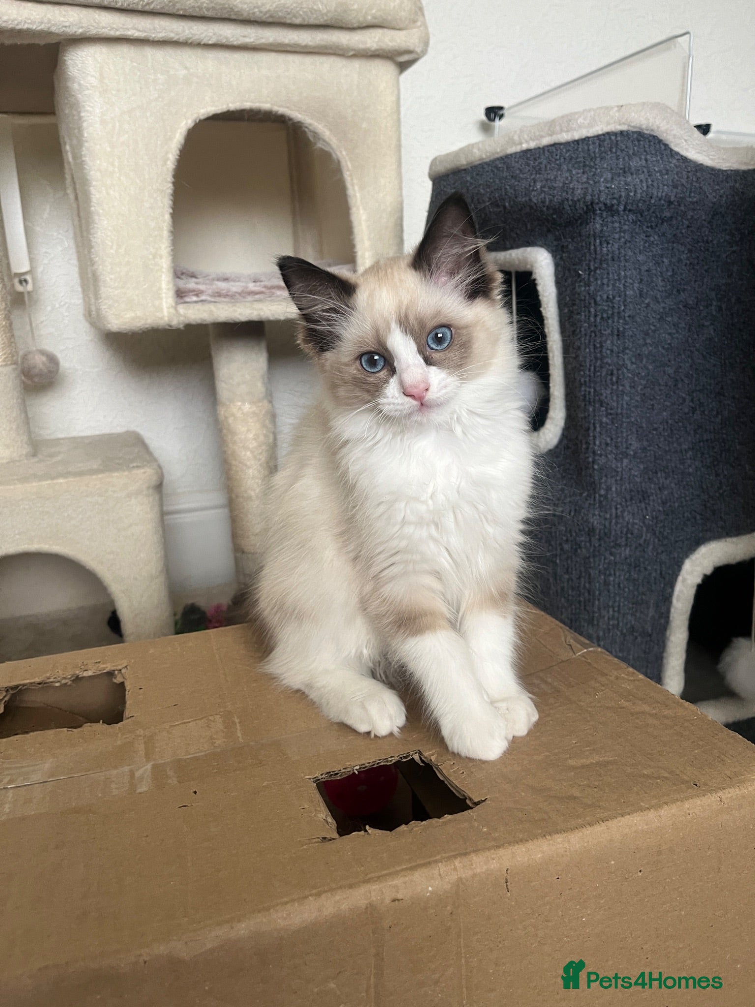 Ragdoll cats GCCF Registered Ragdoll Kittens  - Advert 2