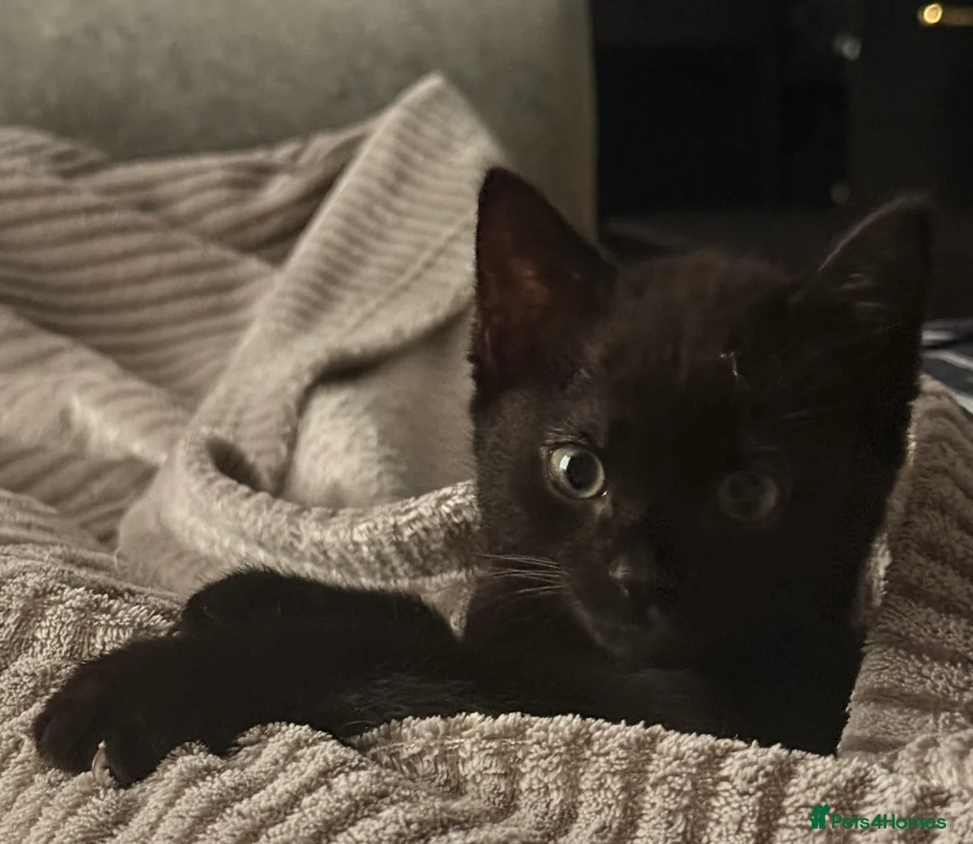 Mixed Breed cats for sale: Four kittens ready for new homes. - Advert 2