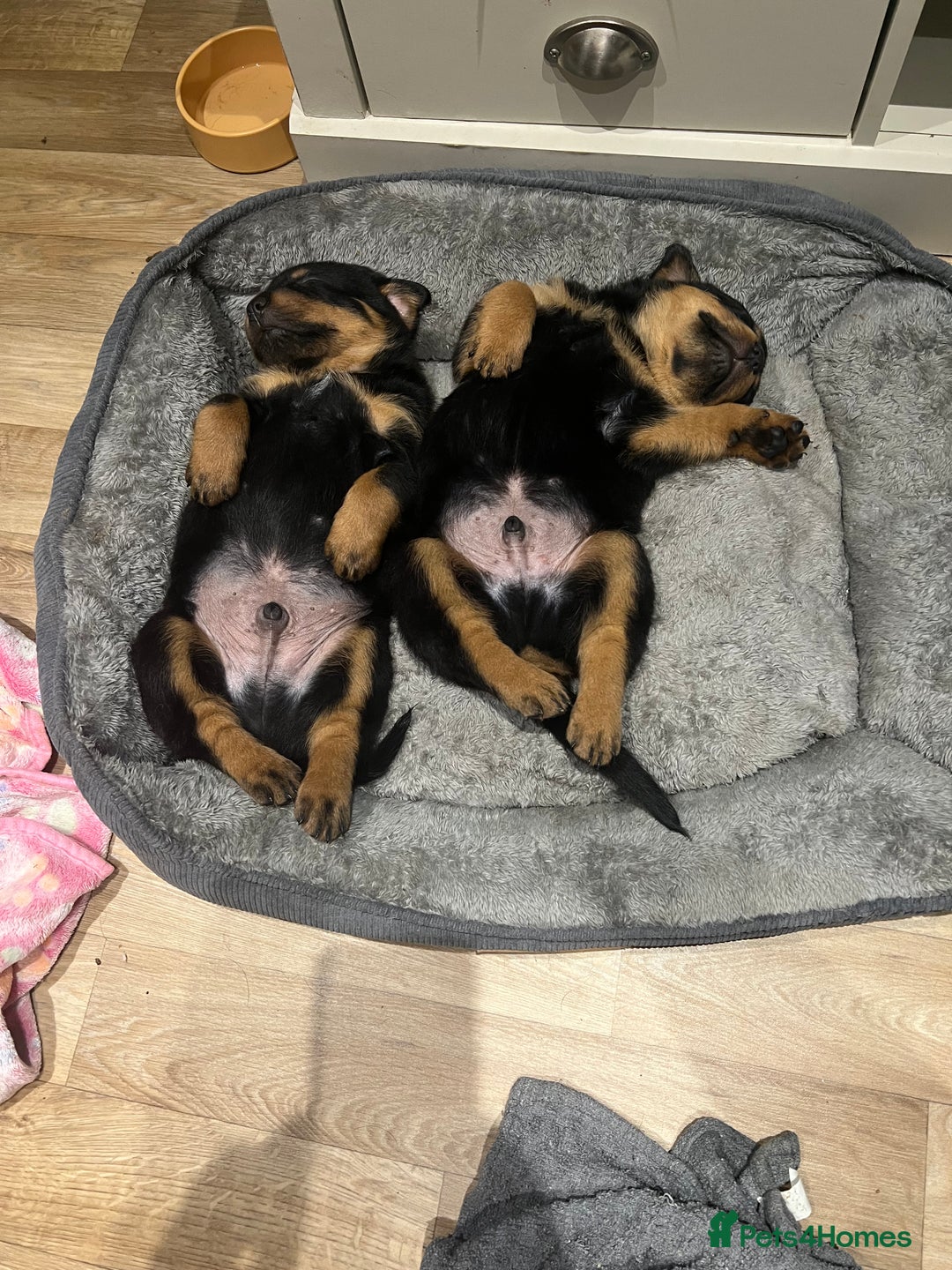 Rottweiler dogs for sale: Stunning large Rottweiler pups - Image 4