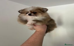 Pomeranian dogs for sale: Pomeranian - Image 5