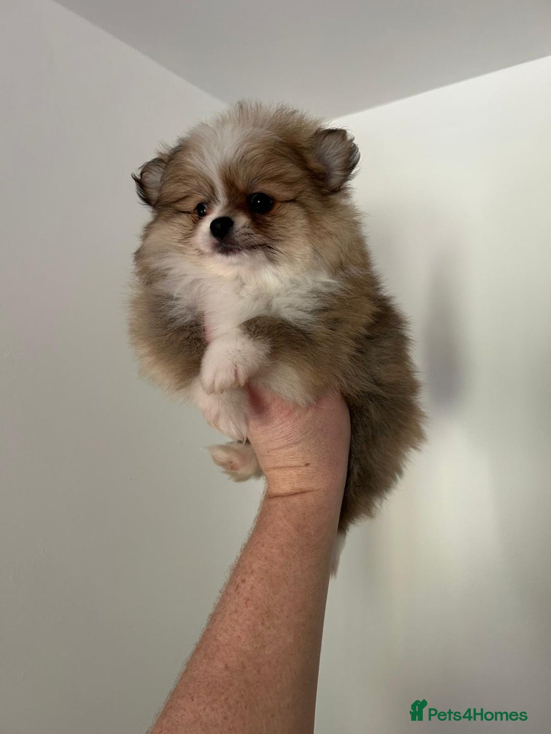 Pomeranian dogs for sale: Pomeranian - Image 5