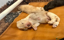 Cockapoo dogs for sale: Beautiful F1b Cockapoo puppies  - Image 1