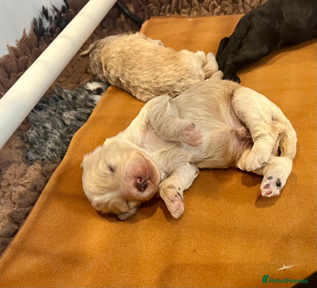 Cockapoo dogs for sale: Beautiful F1b Cockapoo puppies  - Image 1