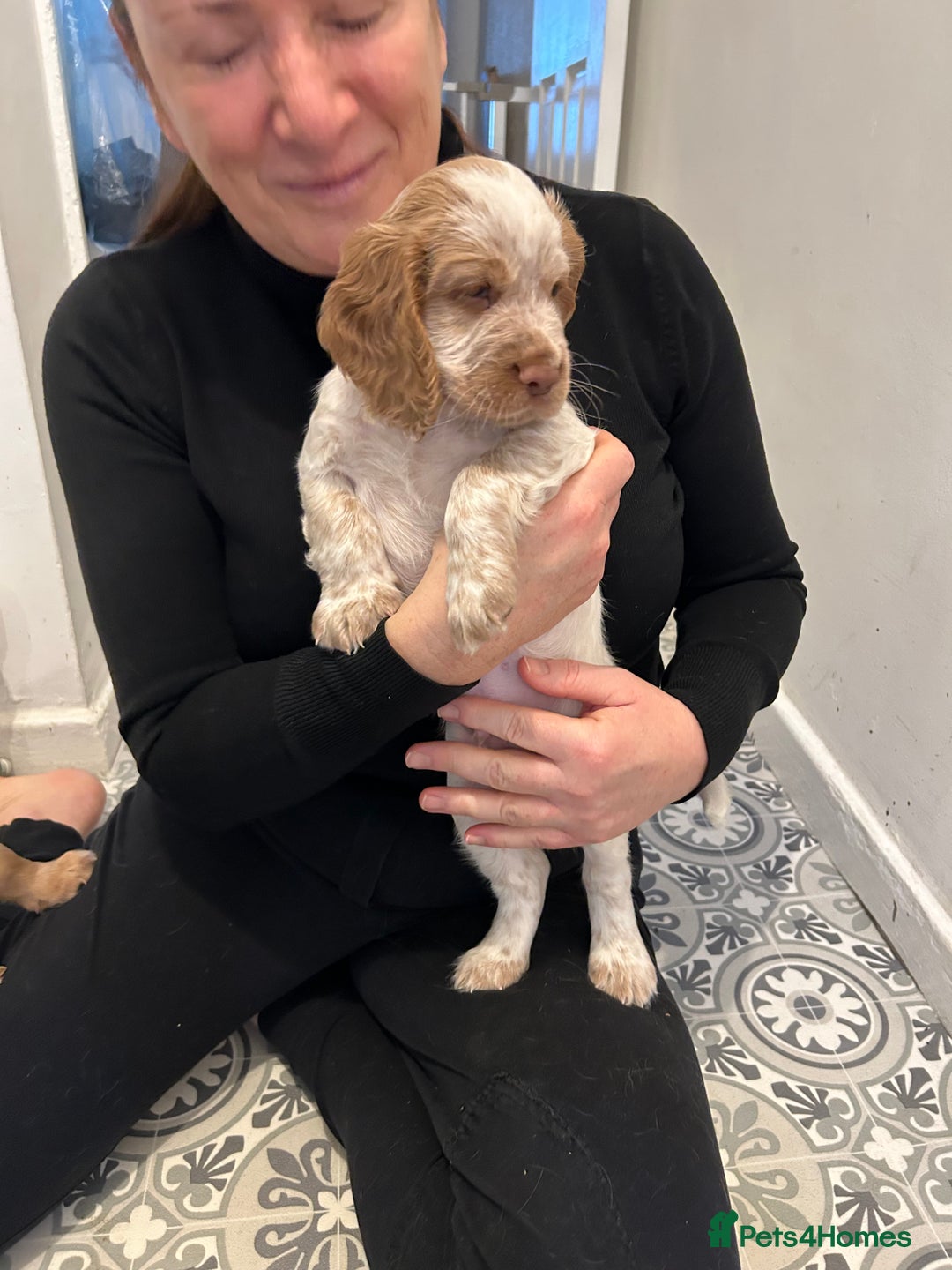 Cocker Spaniel dogs for sale: Two very beautiful boys ❤️❤️ - Advert 9