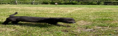 Labrador Retriever 5