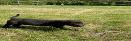 Labrador Retriever dogs for sale: Labrador puppies in Sittingbourne - Advert 9