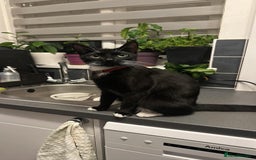 Mixed Breed cats for sale: Black and white kittens looking for loving home  - Image 1