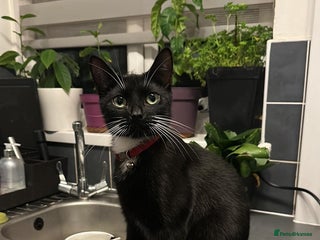 Mixed Breed cats for sale - Advert 1