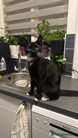 Mixed Breed cats - Advert 5