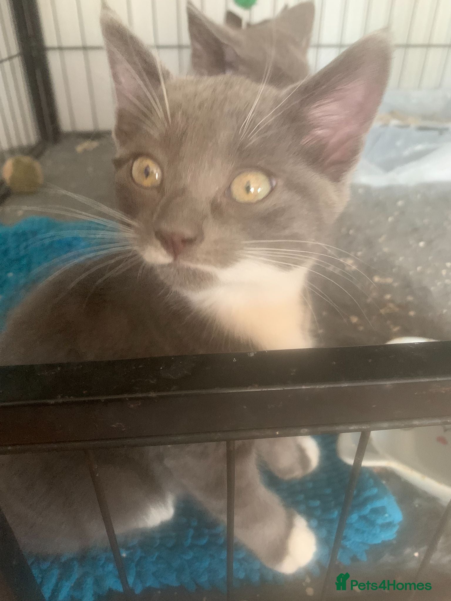 Mixed Breed cats beautiful semi long kittens - Advert 1