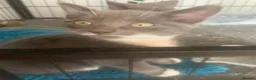 Mixed Breed cats for sale: beautiful semi long kittens - Advert 1