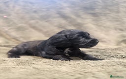 Cocker Spaniel dogs for sale: 3 stunning kc cocker girls💕 - Image 9