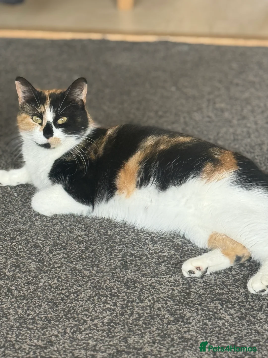 Domestic Shorthair cats for sale: Last little ginger boy  - Advert 4