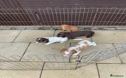 Cocker Spaniel dogs for sale: Cocker spaniel puppies  - Advert 6