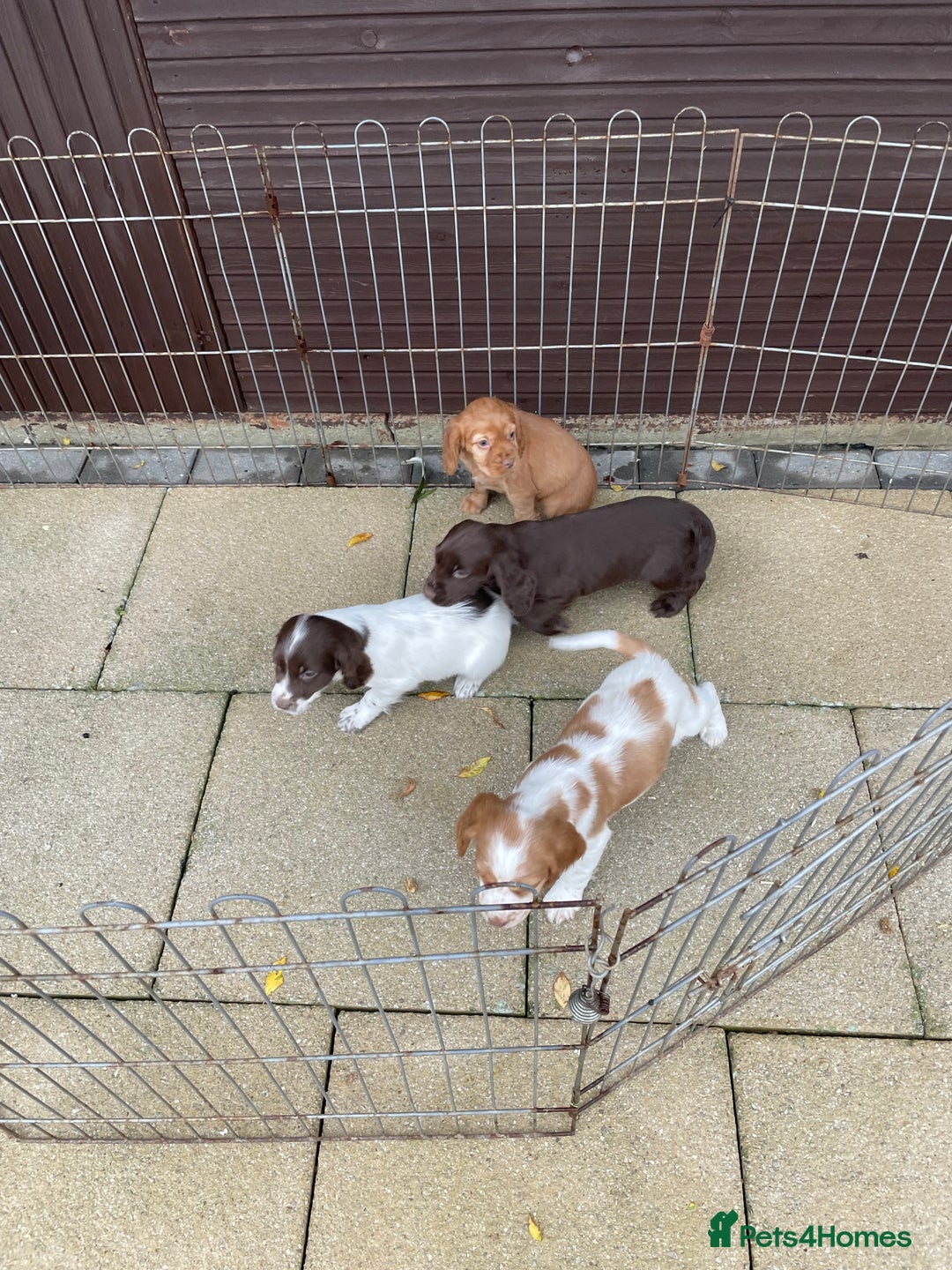 Cocker Spaniel dogs for sale: Cocker spaniel puppies  - Advert 6