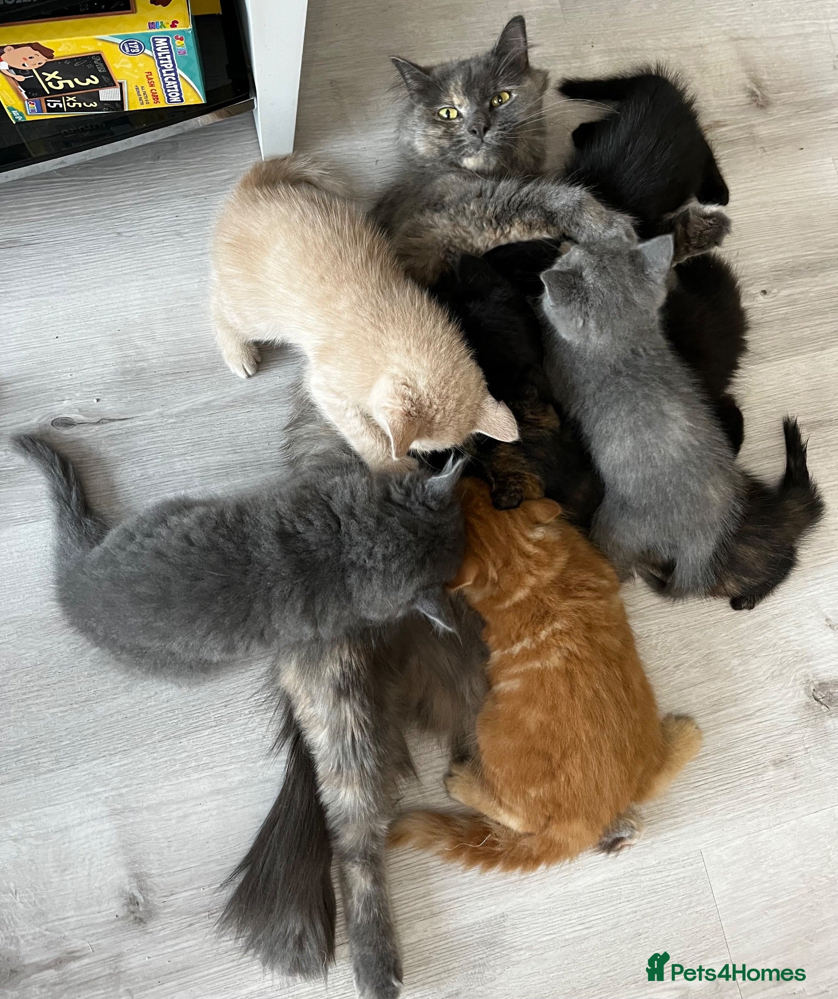 Mixed Breed cats Lovely kittens ready for loving homes - Advert 1