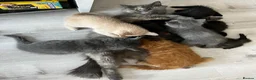 Mixed Breed cats for sale: Lovely kittens ready for loving homes - Advert 1