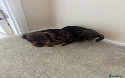 Dachshund dogs for sale: Adorable dachshund puppies - Image 8
