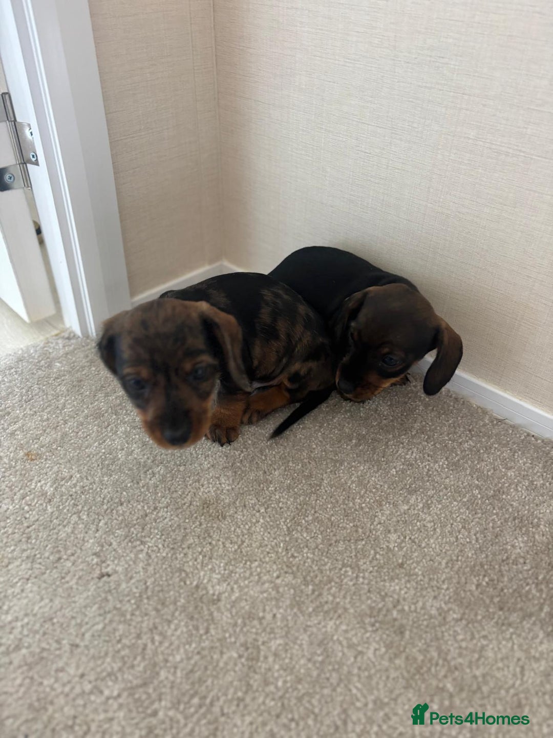 Dachshund dogs for sale: Adorable dachshund puppies - Image 8