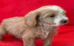 Cockapoo dogs for sale: Adorable cockapoo pups - Image 14
