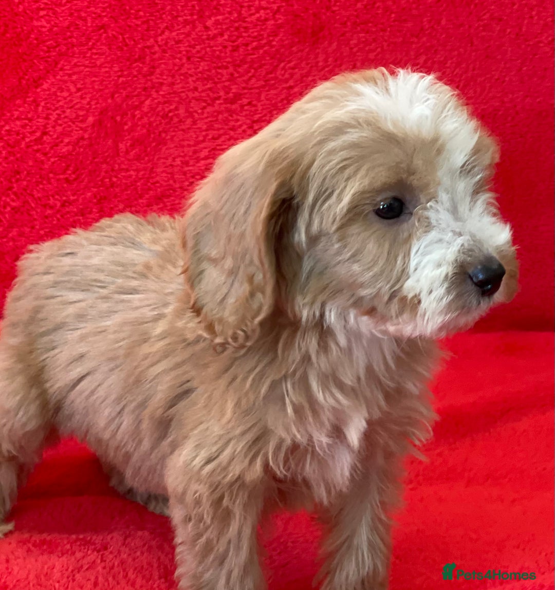 Cockapoo dogs for sale: Adorable cockapoo pups - Image 14
