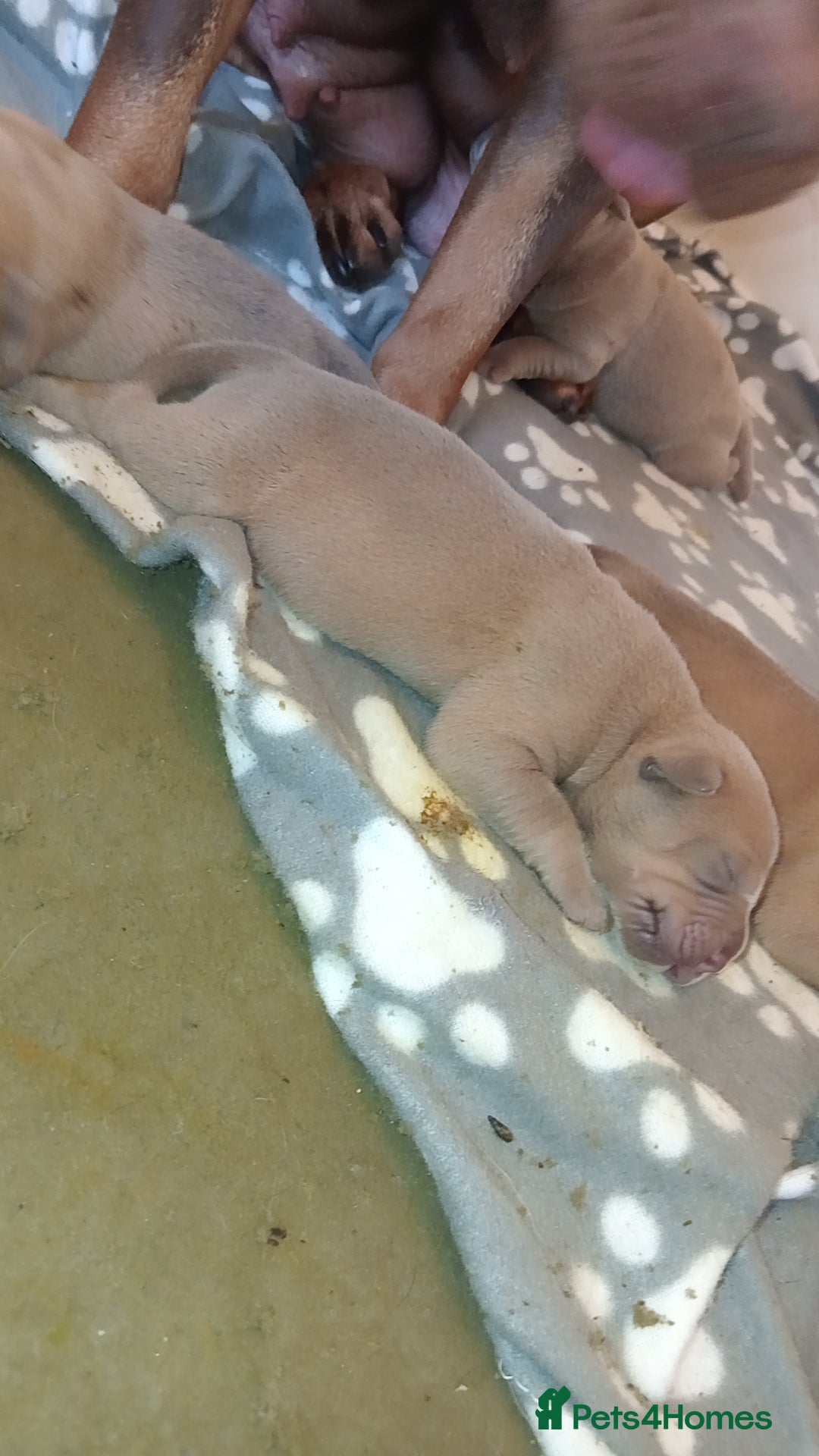 Mixed Breed dogs for sale: Rotterbulls - Image 3