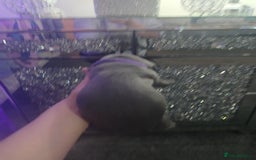 Staffordshire Bull Terrier dogs for sale: Staffordshire bull terriers puppy's  - Advert 22